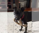 Small #12 Mutt