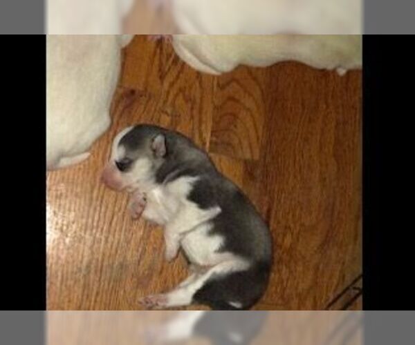 Medium Photo #18 Siberian Husky Puppy For Sale in JOPLIN, MO, USA
