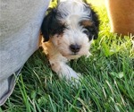 Small #15 Miniature Bernedoodle