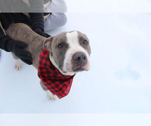 Chubbs - Male Mutt Dog for Adoption - Photo #2