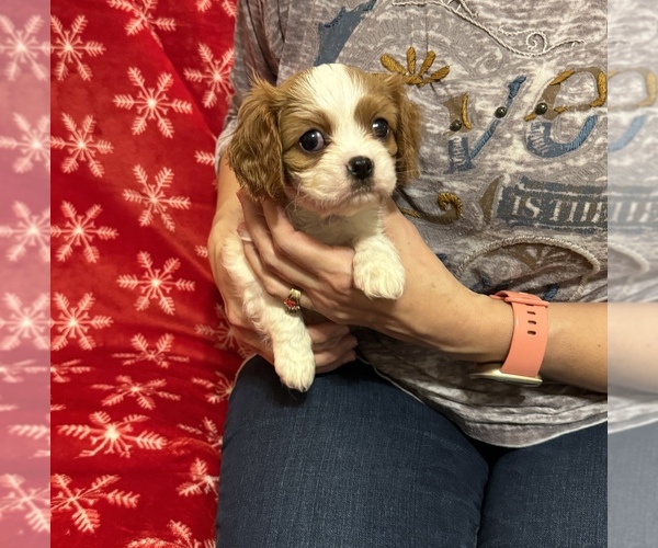 Medium Photo #3 Cavalier King Charles Spaniel Puppy For Sale in VICTORIA, TX, USA
