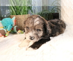Small Photo #15 Aussiedoodle Miniature  Puppy For Sale in STAFFORD, VA, USA