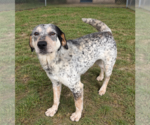 Small Coonhound Mix