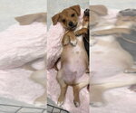 Small #3 Beagle Mix
