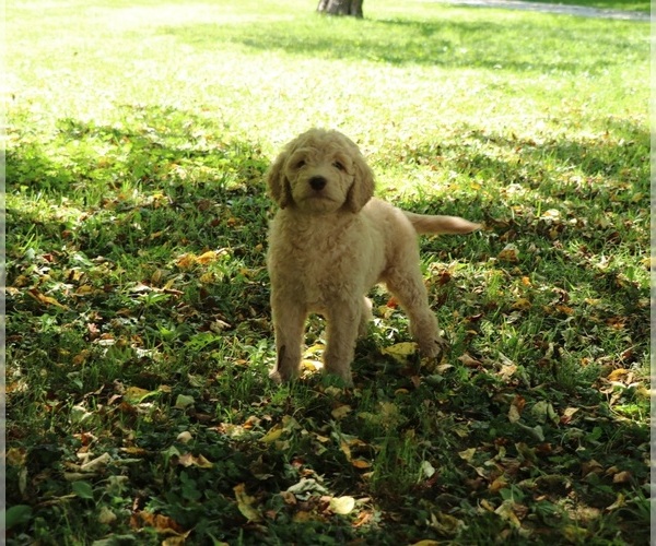 Medium Photo #5 Goldendoodle Puppy For Sale in FAIR GROVE, MO, USA
