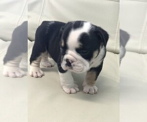 Bulldog Puppy for sale in HOLLYWOOD, FL, USA