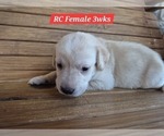 Small Photo #137 Labrador Retriever Puppy For Sale in EDGEWOOD, TX, USA