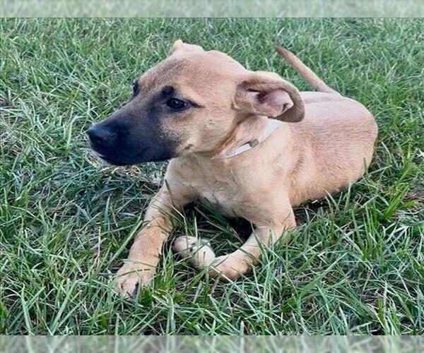 Medium Photo #2 Labrador Retriever-Unknown Mix Puppy For Sale in Conroe, TX, USA