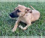 Small #1 Labrador Retriever Mix