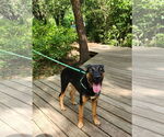Small Photo #14 Rottweiler-Unknown Mix Puppy For Sale in Houston, TX, USA
