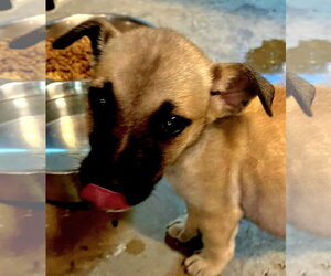 Mutt Dogs for adoption in Royal Palm Beach, FL, USA