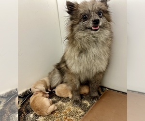 Mother of the Pomeranian puppies born on 03/20/2024