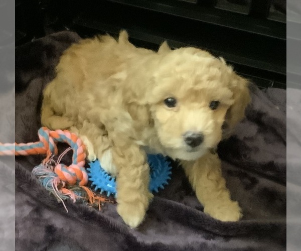 Medium Photo #6 Goldendoodle mix (+ Poodle Miniature) Puppy For Sale in MANTECA, CA, USA