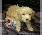 Small #5 Goldendoodle mix (+ Poodle Miniature)