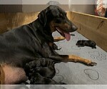 Small Photo #12 Doberman Pinscher Puppy For Sale in VERMILION, OH, USA