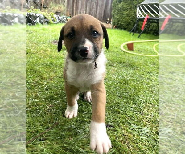 Medium Photo #5 Boxer-Unknown Mix Puppy For Sale in Stanwood, WA, USA