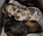 Small Photo #21 Dachshund Puppy For Sale in BON AQUA, TN, USA