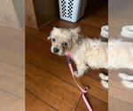 Small Photo #5 Mutt Puppy For Sale in Rootstown, OH, USA