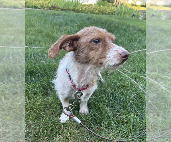 Medium Photo #3 Dachshund-Unknown Mix Puppy For Sale in Mundelein, IL, USA