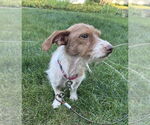 Small #2 Dachshund Mix