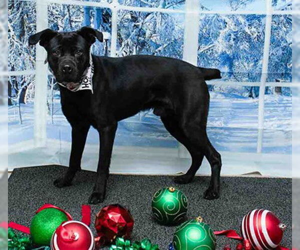 Medium Photo #1 Labrador Retriever-Unknown Mix Puppy For Sale in Sanford, FL, USA