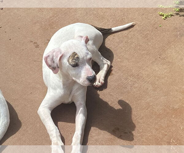 Medium Photo #2 American Pit Bull Terrier-Staffordshire Bull Terrier Mix Puppy For Sale in Ball Ground, GA, USA