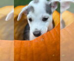 Small #2 Siberian Husky Mix
