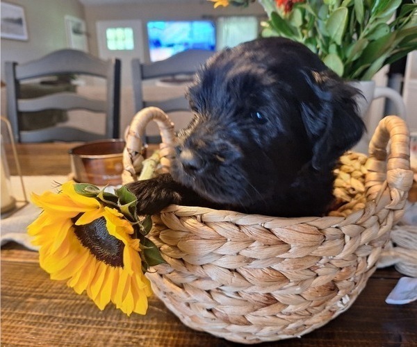Medium Photo #5 Goldendoodle Puppy For Sale in LOUISA, VA, USA