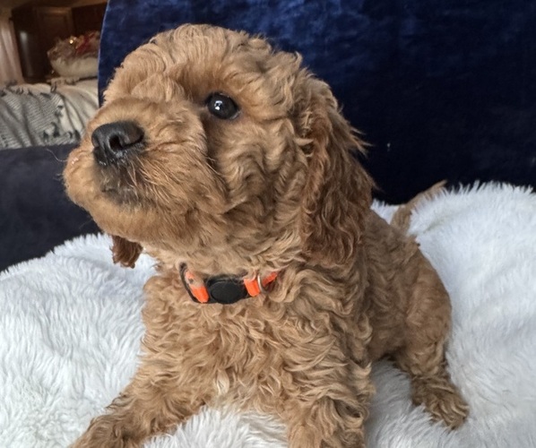 Medium Photo #24 Goldendoodle (Miniature) Puppy For Sale in SAN FERNANDO, CA, USA