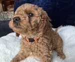 Small Photo #24 Goldendoodle (Miniature) Puppy For Sale in SAN FERNANDO, CA, USA