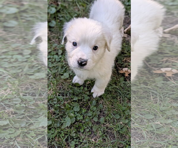 Medium Photo #3 Great Pyrenees-Unknown Mix Puppy For Sale in Brooklyn Center, MN, USA