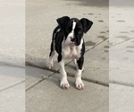Small Photo #1 Boxer Puppy For Sale in OAK LAWN, IL, USA