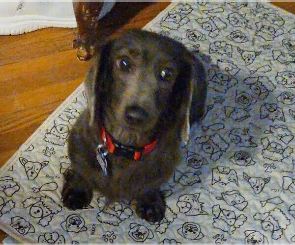Medium Photo #2 Dachshund Puppy For Sale in Sioux Falls, SD, USA