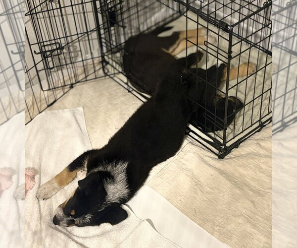 Medium Photo #3 German Shepherd Dog-Unknown Mix Puppy For Sale in Minneapolis, MN, USA