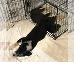 Small #2 German Shepherd Dog Mix