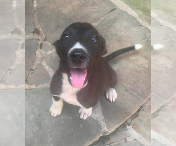 Medium Photo #3 Labrador Retriever-Unknown Mix Puppy For Sale in Claremore, OK, USA