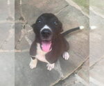 Small #2 Labrador Retriever Mix