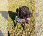 Small #3 Labrador Retriever Mix