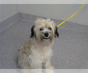 Lhasa Apso-Unknown Mix Dogs for adoption in Pasadena, TX, USA