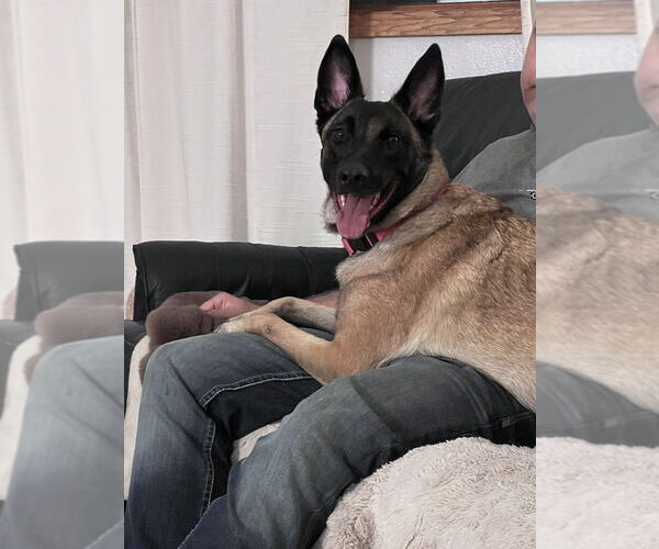 Medium Photo #2 Mutt Puppy For Sale in Imlay City, MI, USA