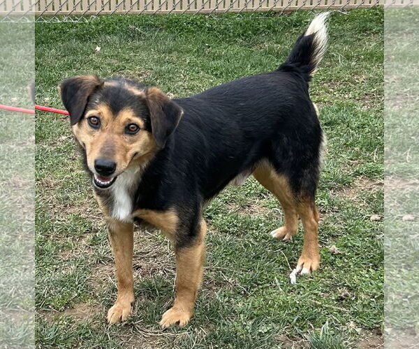 Medium Photo #2 Australian Shepherd-Beagle Mix Puppy For Sale in Batavia, OH, USA