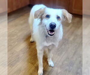 Sheprador Dogs for adoption in Batavia, OH, USA