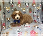 Small #2 Cavapoo