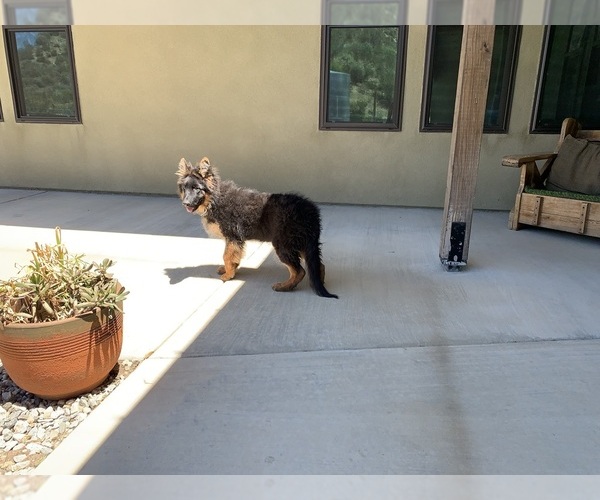 Medium Photo #13 German Shepherd Dog Puppy For Sale in PINON HILLS, CA, USA