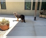 Small #12 German Shepherd Dog