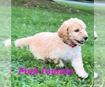 Puppy 8 Goldendoodle-Poodle (Standard) Mix