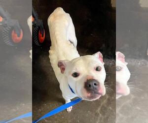 Mutt Dogs for adoption in Rockwall, TX, USA