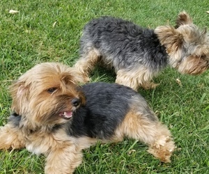 Father of the Yorkshire Terrier puppies born on 07/04/2022