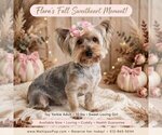 Flora - Female Yorkshire Terrier Puppy for Sale - Small photo