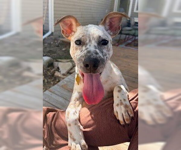 Medium Photo #1 Mutt Puppy For Sale in Sandy, UT, USA